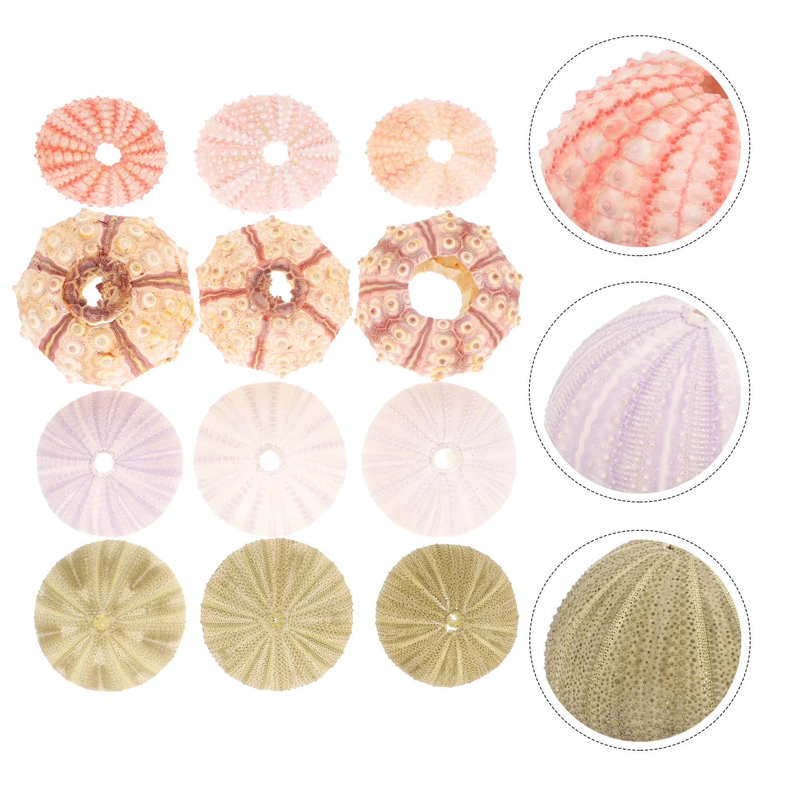 

12 Pcs Natural Shell Conch Desktop Decor Air Plant Sea Urchin Holder Fish Tank Plants Tabletop Succulent Pot Decors Mini