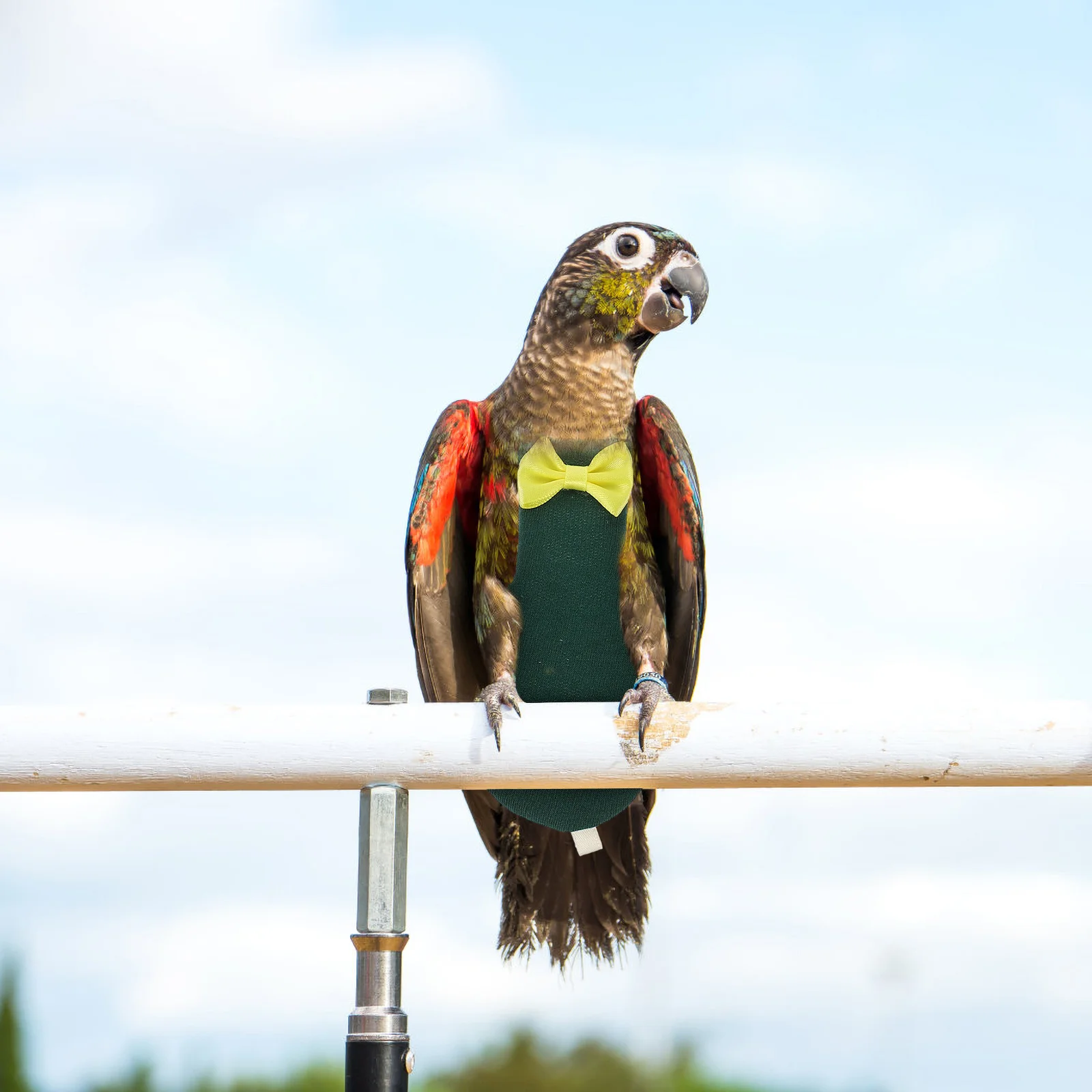 

Small Bird Diaper Flight Suit Parrot Nappy Adjustable Easy Wear Take Off Beautiful Color Adorable Attractive Bird Diaper