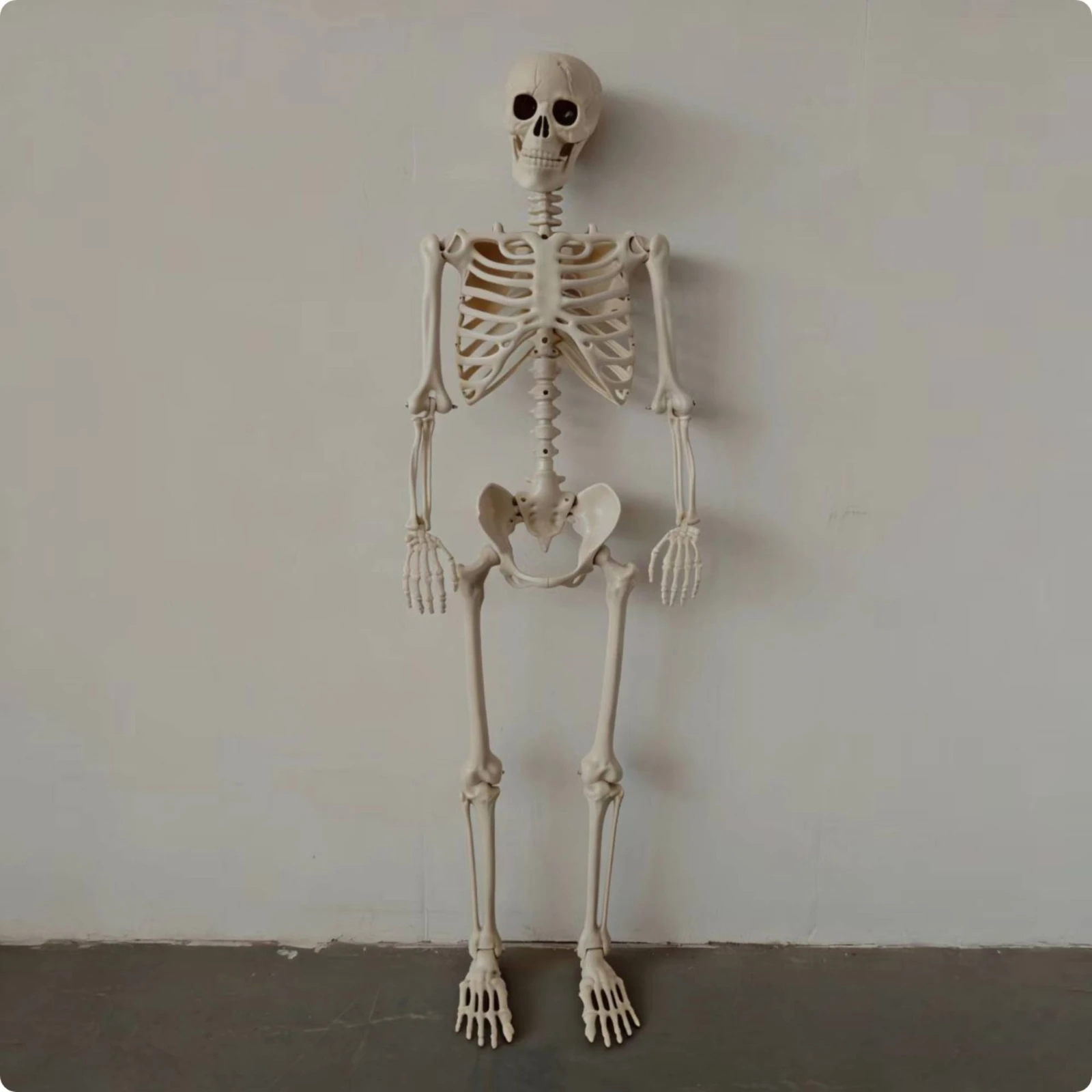 Party Decoration Lightweight Poseable Skeleton with Jointed Construction Human Skeleton Decoration Life-Sized