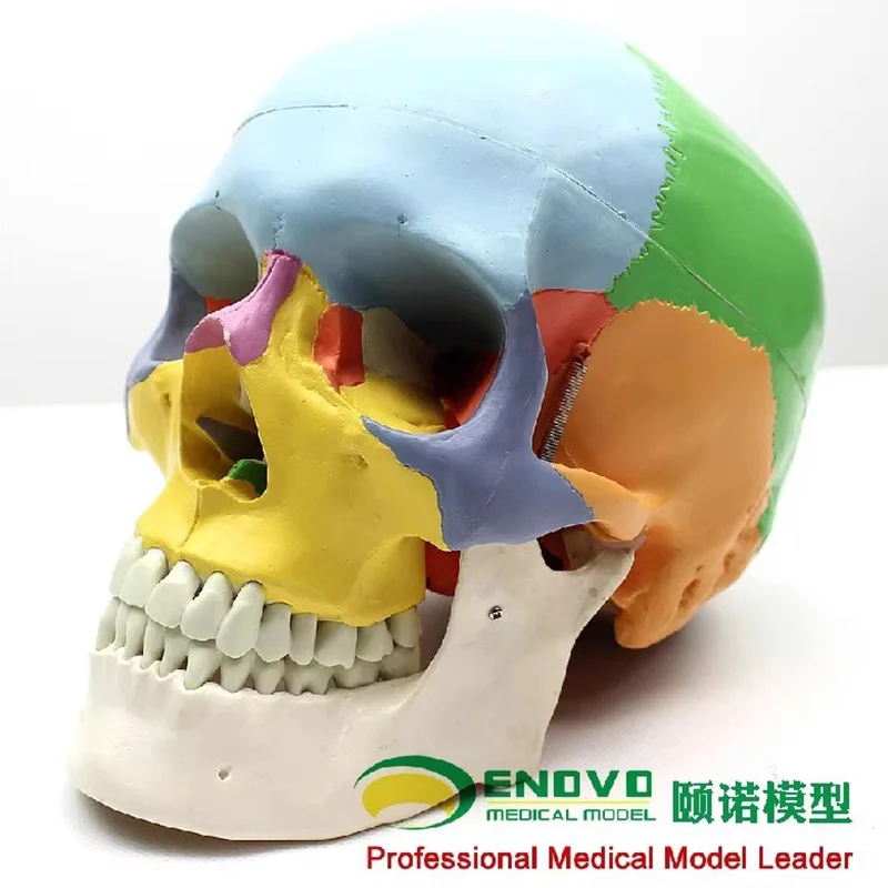 ENOVO Medical Anatomy Human.Skull Model 1:1 Simulation Of Craniofacial Maxillofacial Cosmetic Teaching Supplies And Equipment