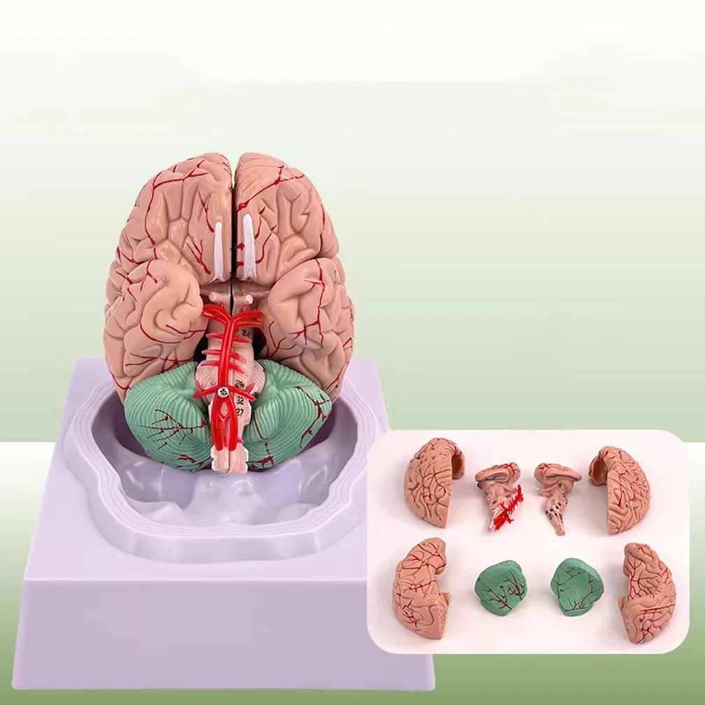 Life Size Adult Brain Model Simulation 8-Part PVC Anatomy Teaching Tool Kid Early Education Cognition 3D Human Head Model 