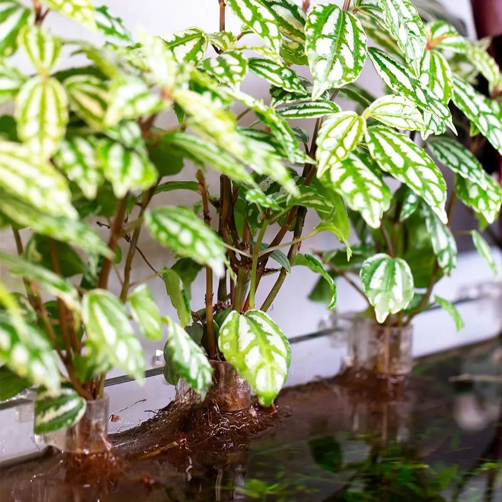 6Pcs 6Pcs PC Aquarium Plant Holder Transparent Aquarium Accessories Fish Tank Planter Mini Size Aquascape Nursery Aquarium Use