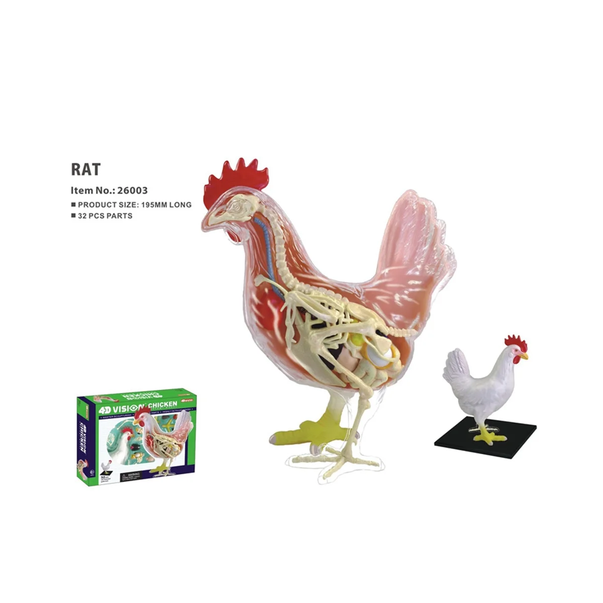 Red and White Chicken 4D Master Puzzle Assembling Toy Animal Biology Organ Anatomical Teaching Model Anatomy