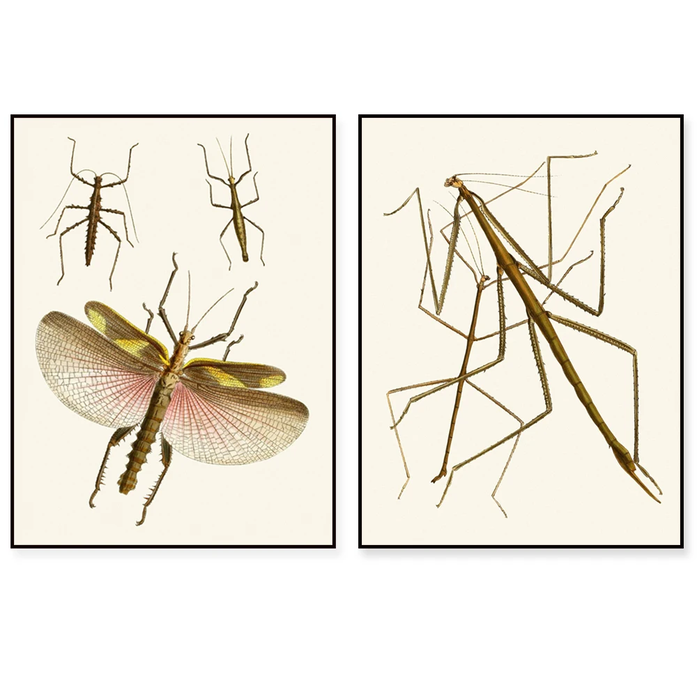 Schmetterlingsposter aus dem 18. Jahrhundert, Zikade, Schwalbenschwanz, Luna-Motten, Schmetterling, Metamorphose-Schmetterling, Lebenszyklus-Insekten-Druck
