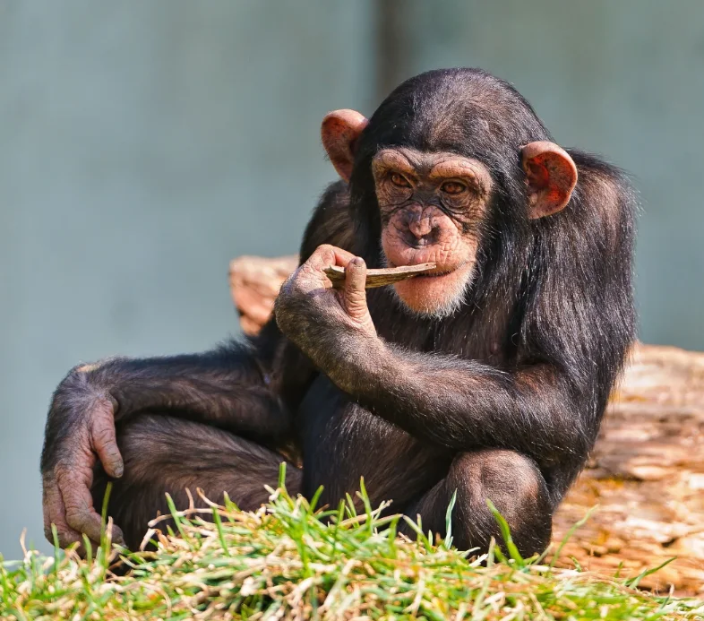 DSSERVO DS3225 25 KG 180 Graden Metal Gear Hoog Koppel Waterdichte Digitale Servo Voor RC Vliegtuig Robot Auto