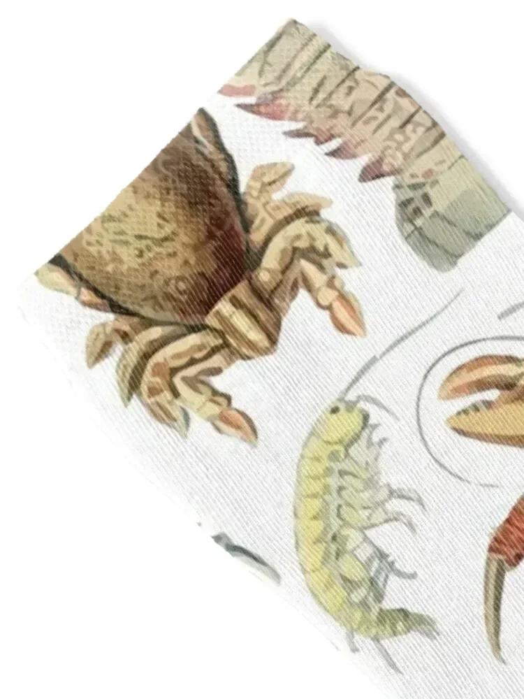 Adolphe Millot Crustaces Crustacean Lobster Crab Calzini invernali alla moda Calzini antiscivolo Donna Uomo