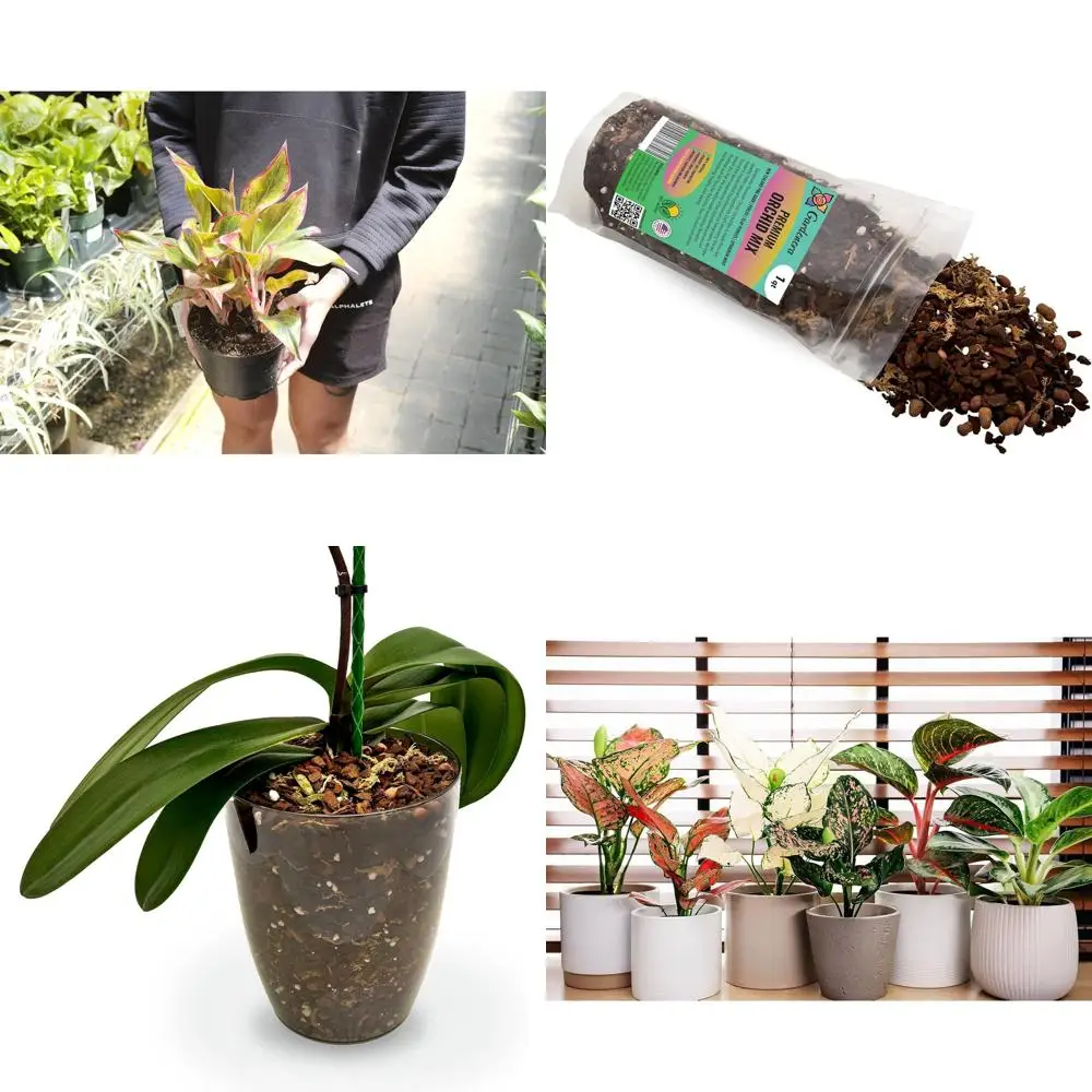 

All-Natural Potting Soil Blend for Healthy Aglaonema Plants - Promotes Root Growth and Vibrant Foliage - 10 Quart