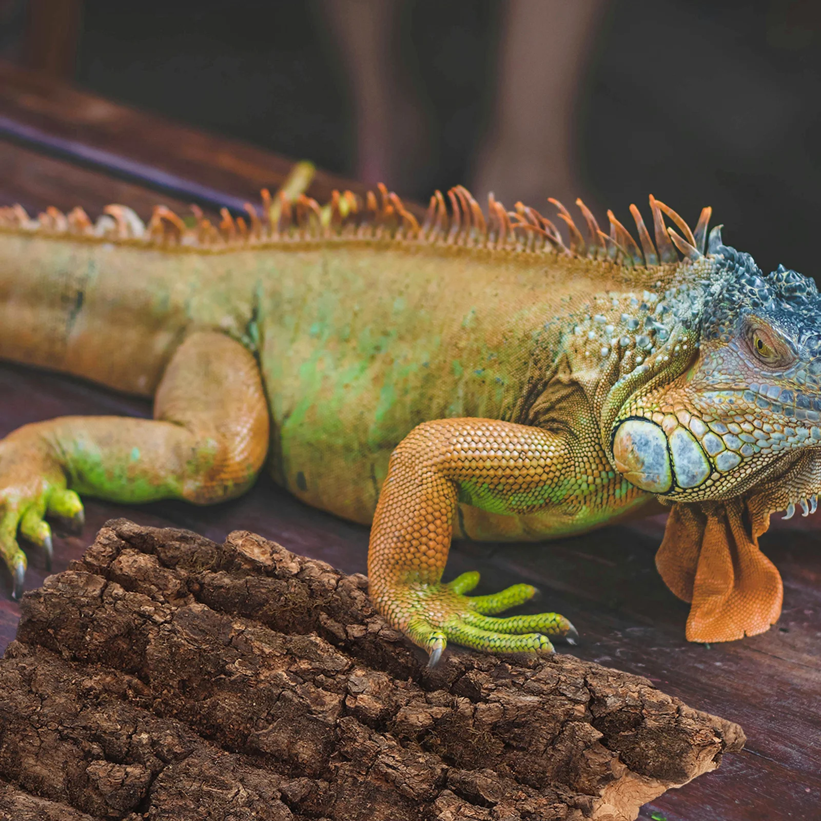 

4 pcs Reptiles Breeding Box Natural Bark Lizard Terrarium Landscaping Decor For Pet Cage Turtle Tank Habitat Supply