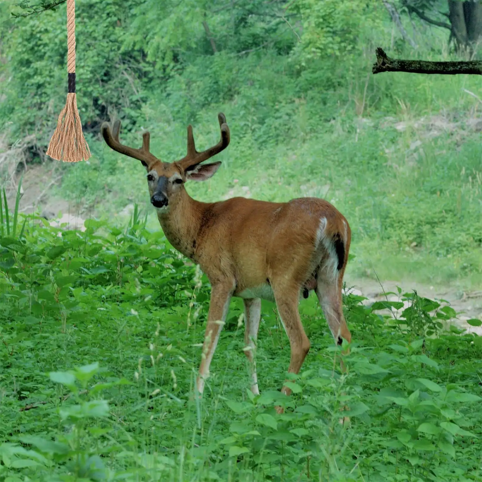 

Скребок оленя, эффективный долговечный аттрактант, скребок с кисточками, ароматный фитиль для тропы, кемпинга, дикой природы, леса, пешего туризма