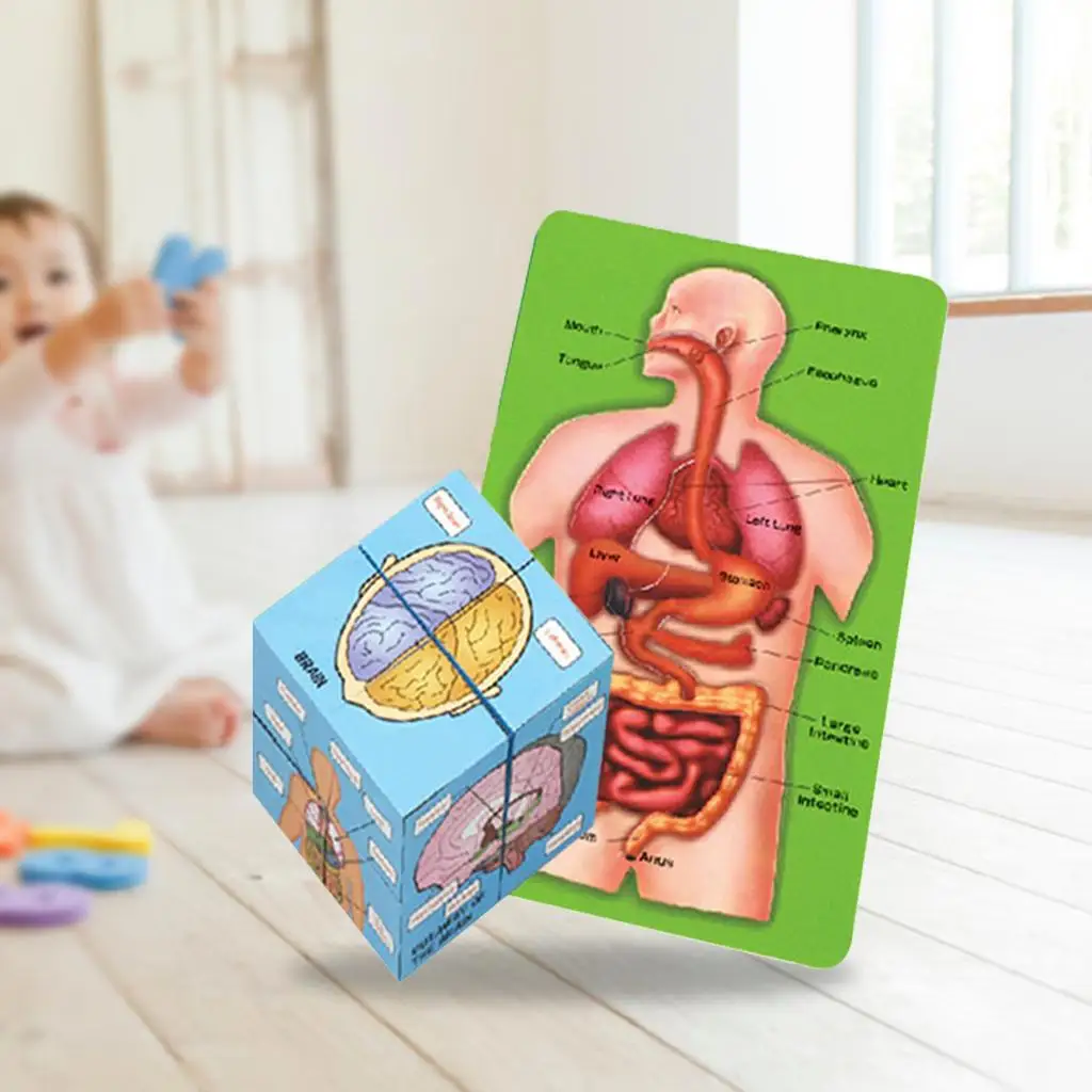 Human Anatomy Cubes Human Organs Anatomy Puzzle Human Children Educational Development Toys