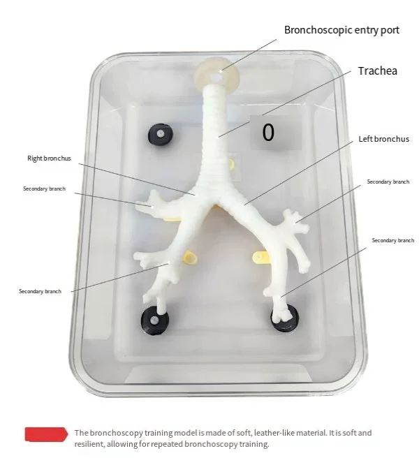 Bronchoscopy training model fiberoptic bronchoscopy Practice Secondary branch soft and non damaging mirror