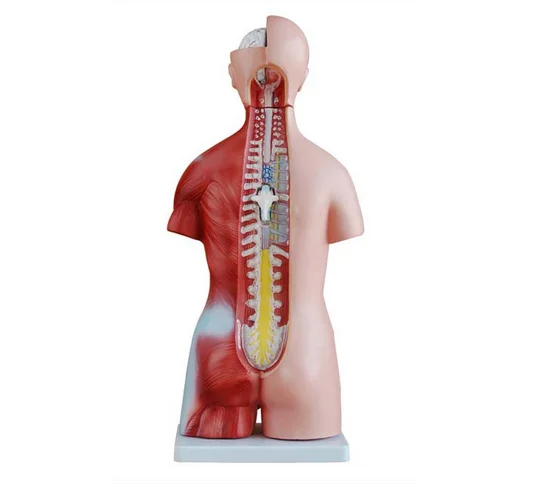 

Конструкция человеческого туловища 45 см, модель туловища 45 см унисекс, 23 части