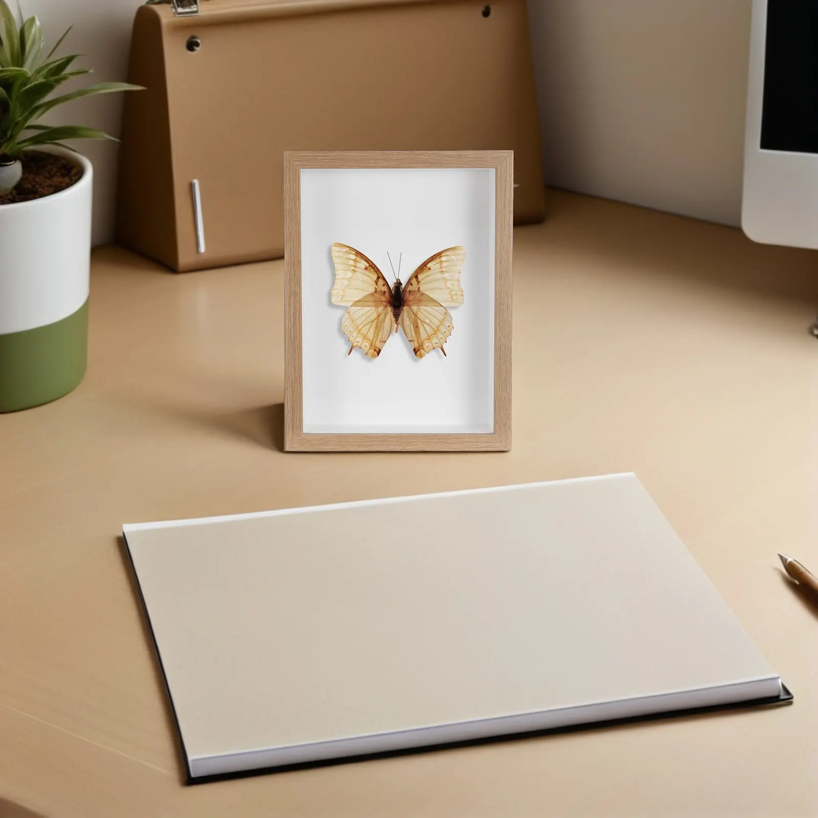 Insect Display Box Beige Specimen Storage Case Shadow Box for Butterfly Dragonfly Collection Decorative Educational Entomology