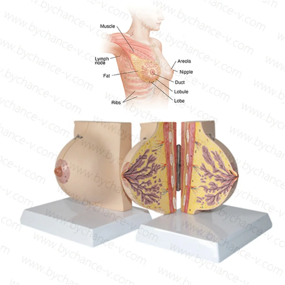 

Human Female Breast Anatomy Model Lactation Teaching breast surgical Training Education aids for Medical Students and Teachers