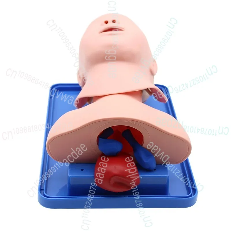 نموذج التنبيب الرغامي لحديثي الولادة/الرضع التناظرية مزدوجة الرئة والفم والأنف مجرى الهواء الرغامي محاكاة التدريس