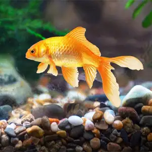 Natürliche dekorative Flussfelsen, gemischte Farbe, Kieselsteine, Kies, kleine Gartenfelsen, Bodenbedeckung für Aquarien, Landschaftsgestaltung 10 Hauptverkäufe River Pebbles - №8