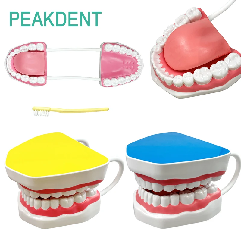 

Учебная модель для чистки зубов с демонстрацией языка, обучающий инструмент, стандартная обучающая модель для чистки зубов