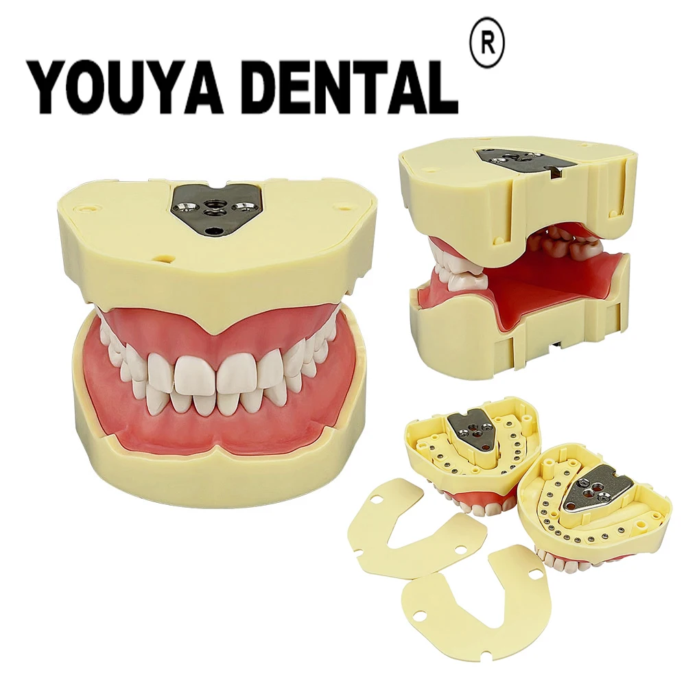 

Standard Teeth Model 28 Tooth Removable Typodont Dental Teaching Model for Dentist Technician Studying Practice Training