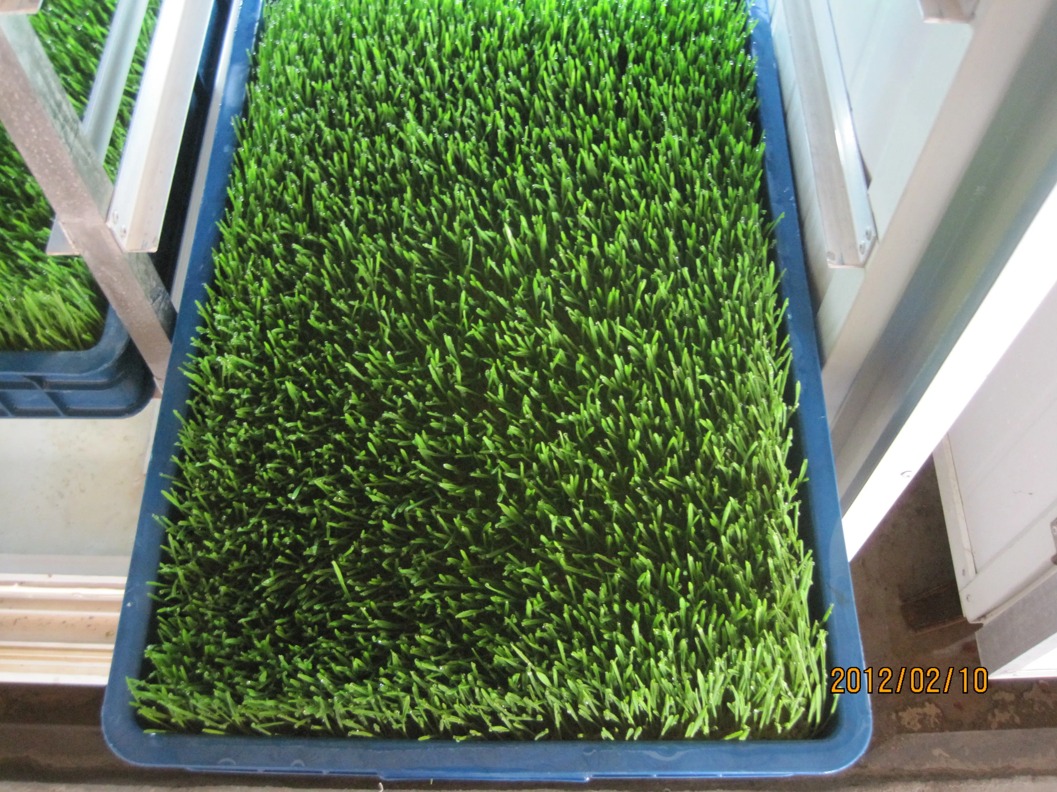 Hydroponic Green Fodder Sprouting Machine High Quality Mung Bean Sprout Machine,Bean Sprout Making Machine