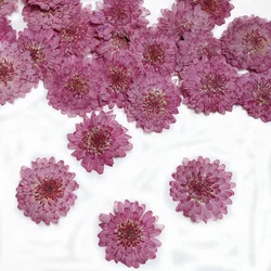 60X Pressed Dried Natural Purple Daisy Flower Plant Herbarium For Jewelry Bookmark Postcard Phone Case Photo Frame Craft DIY