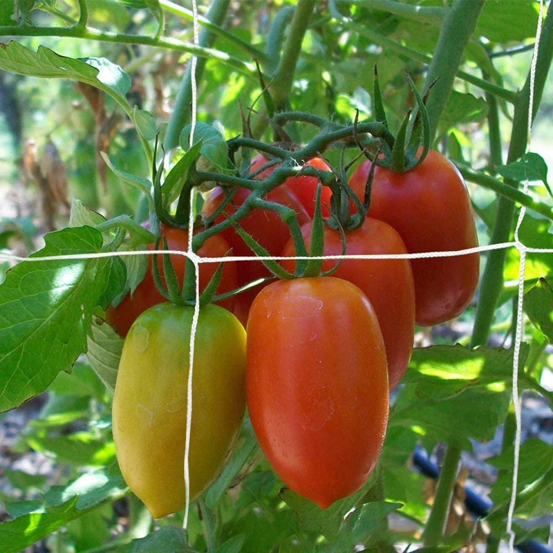 Malla de nailon para horticultura, red para gatear plantas, soporte para cultivo de vid, Red de jardinería