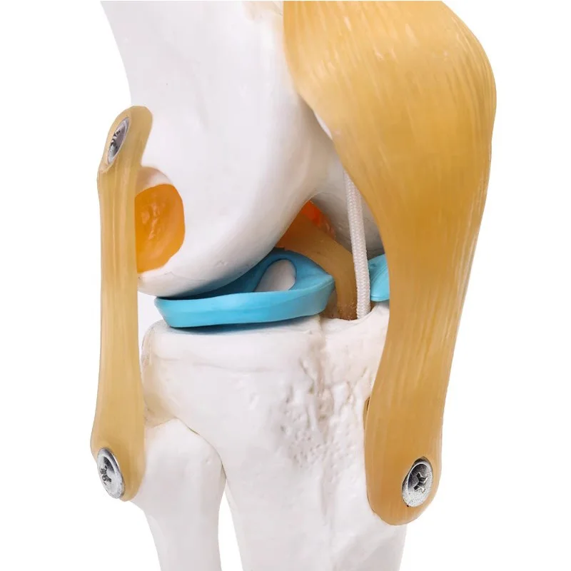1 szt. Szkielet ludzkiego staw kolanowy naturalnej wielkości Model anatomiczny materiałów dydaktycznych nauk medycznych darmowa wysyłka