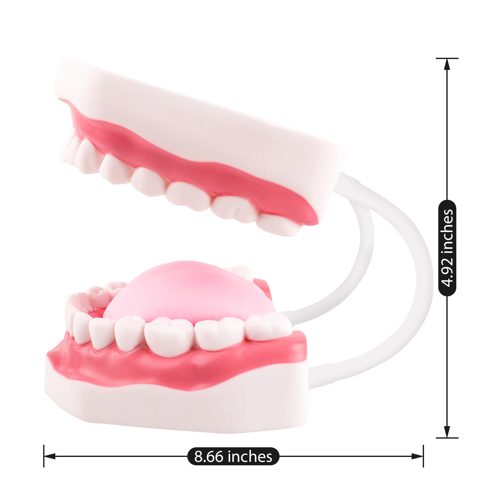 

Dental Model Dentistry Study Teaching Training Typodont Jaw Model Dentistry Lab Products