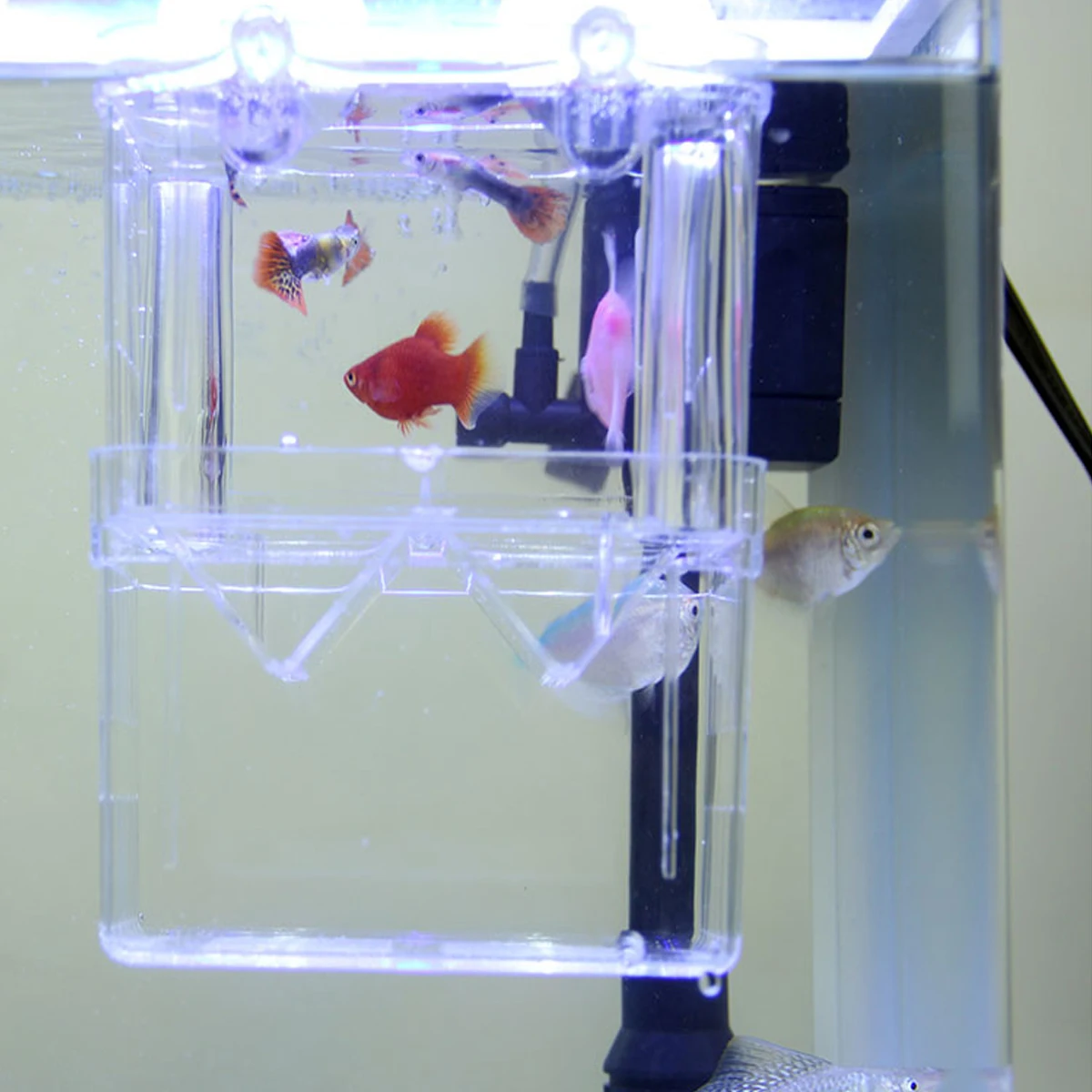 

Fish Hatching Box Transparent Double Layer For Betta Fish Breeding Aquarium Tank Protector Survival Rate