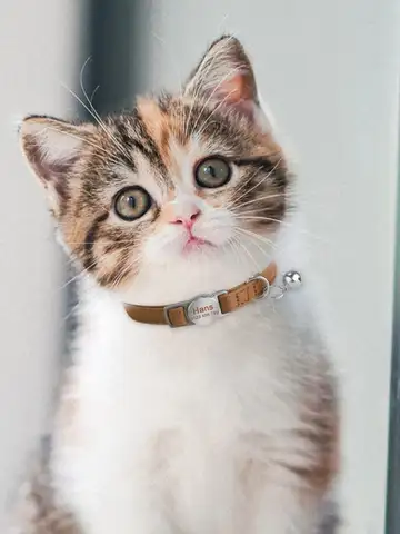 सुरक्षा ब्रेकअवे एंटी-लॉस्ट कैट कॉलर उत्कीर्णन व्यक्तिगत चमड़े के कॉलर मुफ्त नाम बेल पालतू बिल्लियों सहायक उपकरण के साथ 10 best sales टूटे हुए बिल्ली के कॉलर - №9