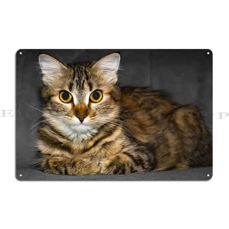 Cat Cats Feline Kitty Metal Sign Living Room Wall Wall Custom Design Club Tin Sign Poster