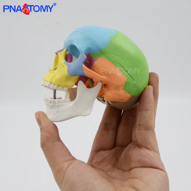 Modelo de Mini cráneo de color desmontable, herramienta anatómica humana, recursos de enseñanza, regalo médico, equipo educativo de anatomía, 3