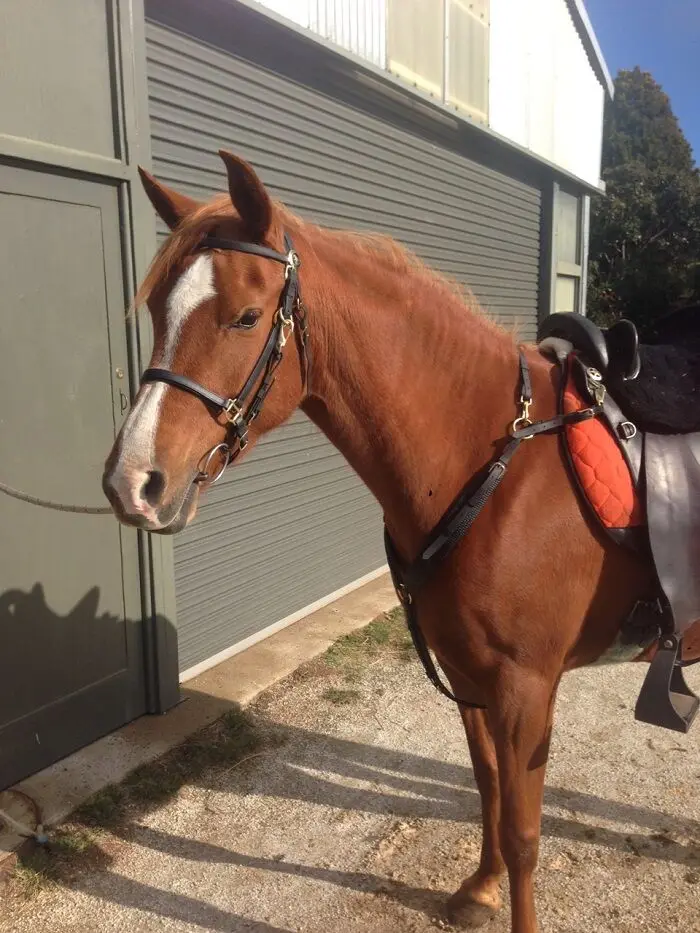 Horse Equipment Adjustable Waterproof  PVC Endurance Set Custom Soft Durable Horse Bridle with Rein