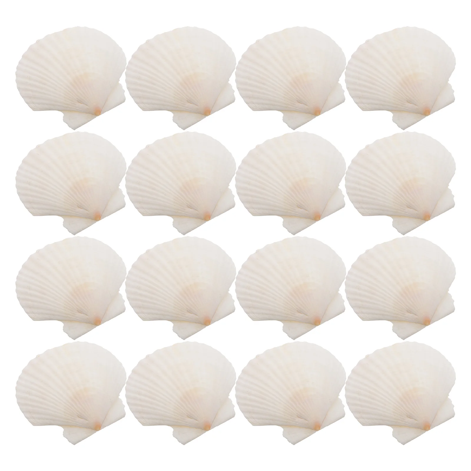 

21Pcs Scallop Shells Natural White Seashell Set DIY Craft Decoration Beach Party Aquarium Landscape Ornament Sea Shells