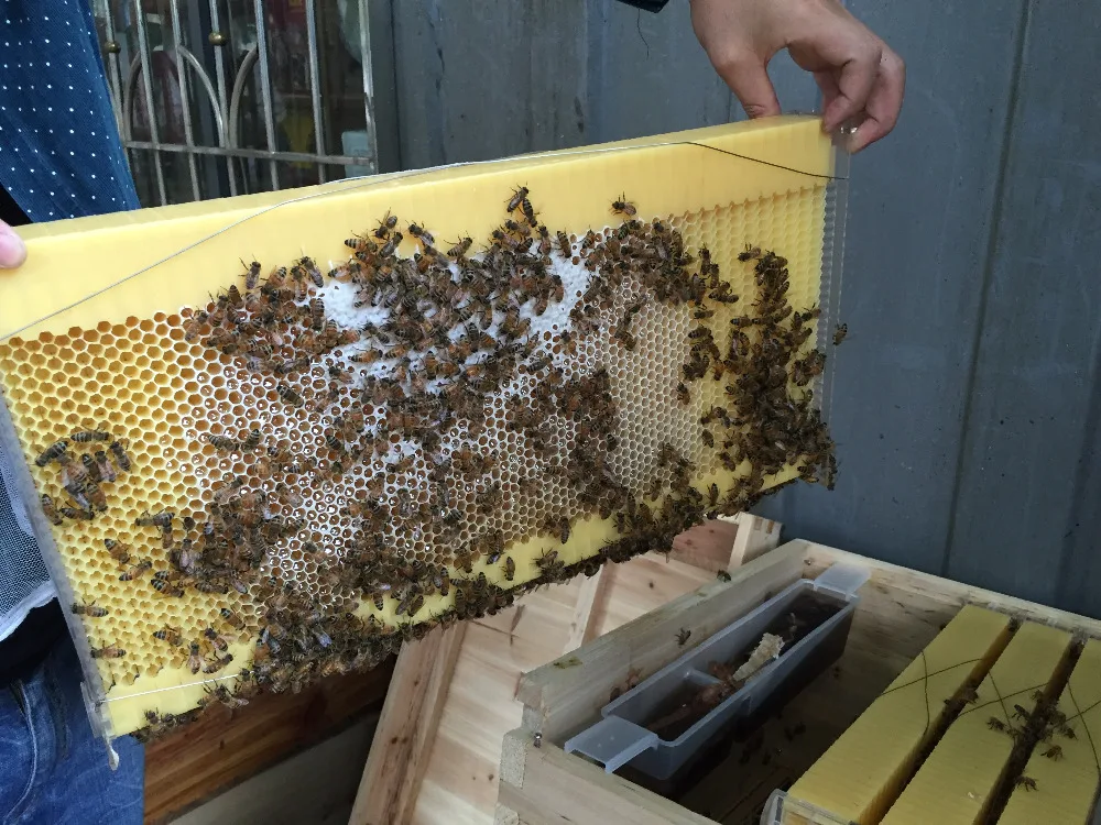 Automatic Honey Extracting Beehive Plastic Flow Hive Frame for Chinese European Bees Foundation Beekeeping Equipment​