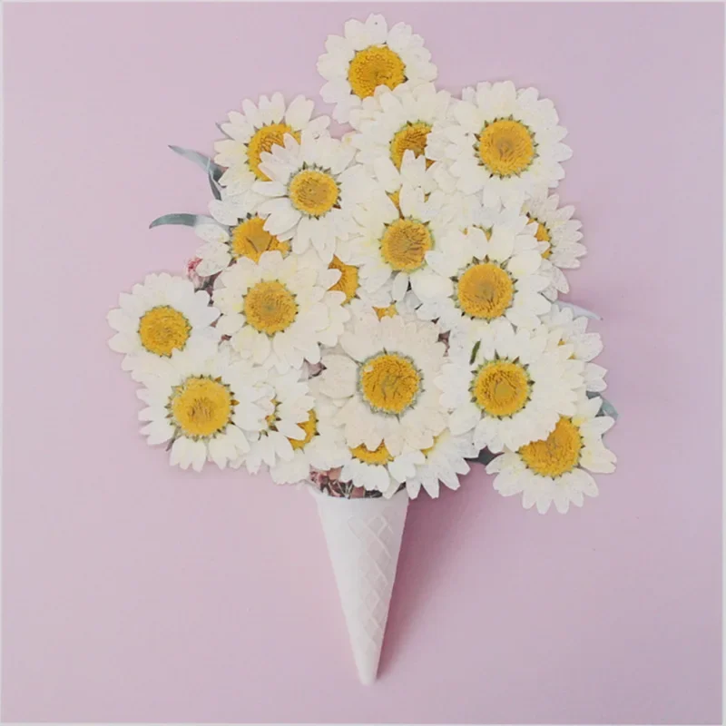 Good 100Pcs DIY Real Natural Dried Pressed Flowers White Daisy Pressed Flower for Resin Jewelry Nail Stickers Makeup Art Crafts