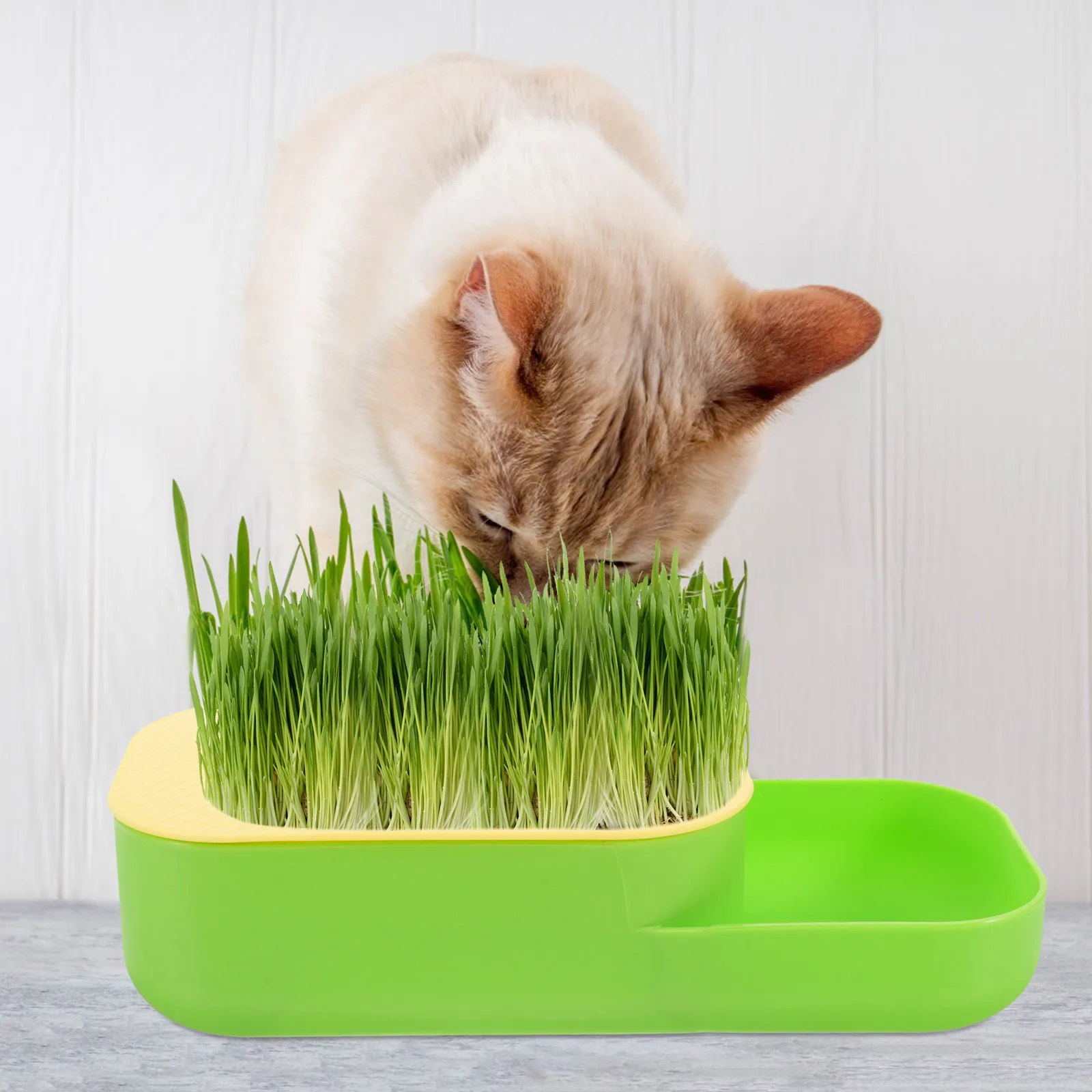 

Convenient Cat Grass Planter Planting Box Pots for Indoor Plants Container Catnip Light Green Plastic Household