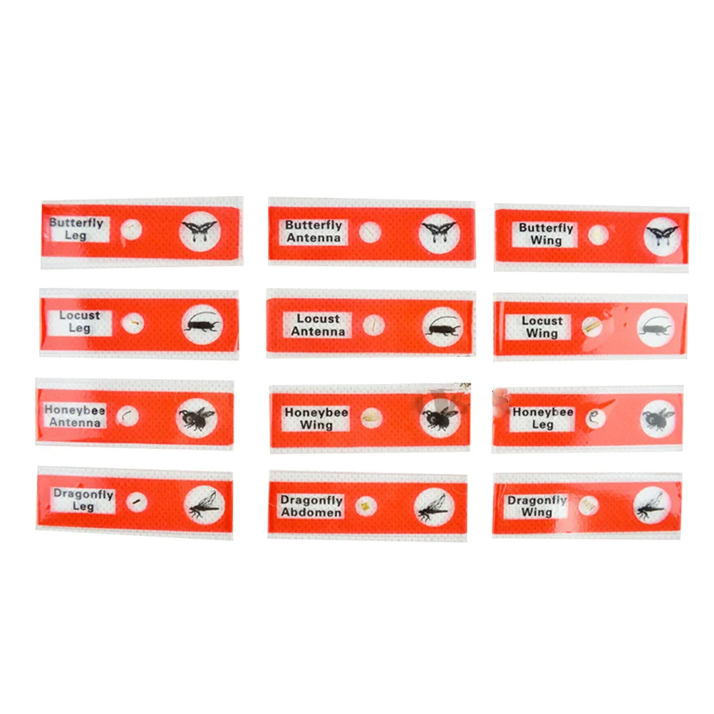 12pcs Microscope Slides 'S Plastic Biological Specimen Set Science Learning Samples For Red Color Easy