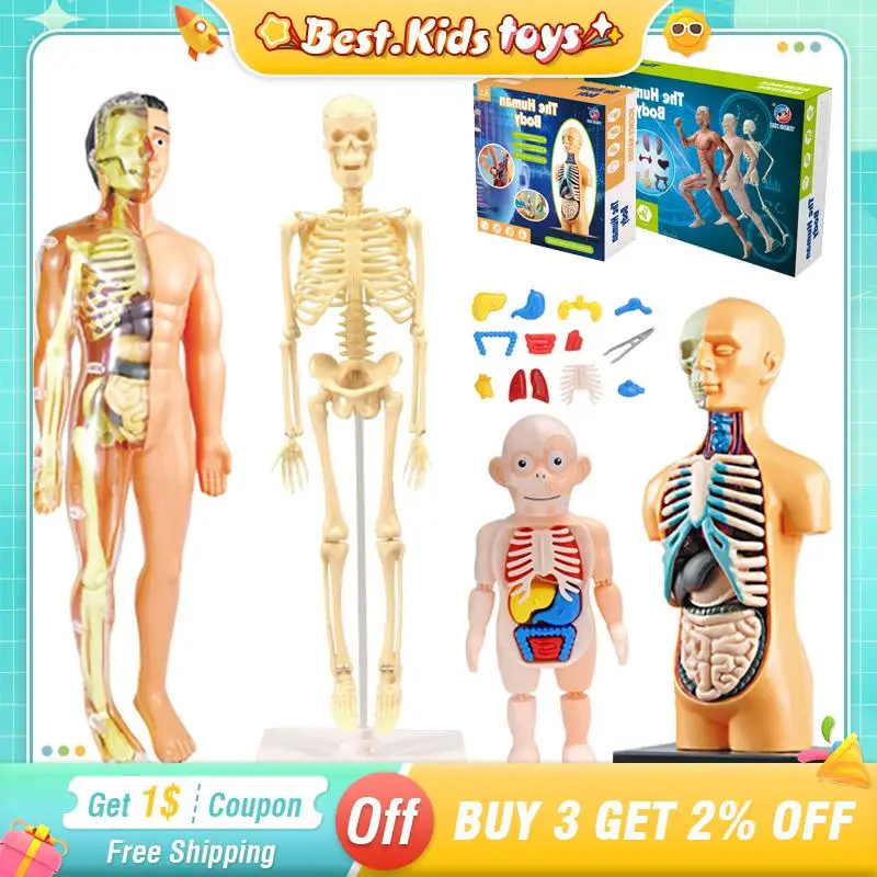 

Mannequin 3D Human Body Model Torso Model Educational Assembly Early Learning DIY Kids Toys Skeleton Anatomy Organ Teaching Tool