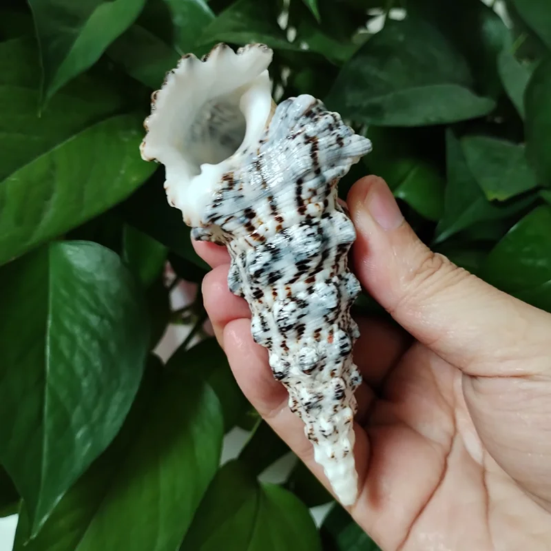 8-10CM Rare Tower Snail Turritella Natural Sea shells For Wedding Home Fish Tank Decorations Table Party Ornaments DIY Crafts - Image 5