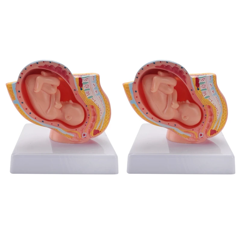 2X Human Pregnancy Fetal Development 9Th Month Embryonic Pelvic Model Fetus Foetus Pregnancy Anatomy The Placenta Model