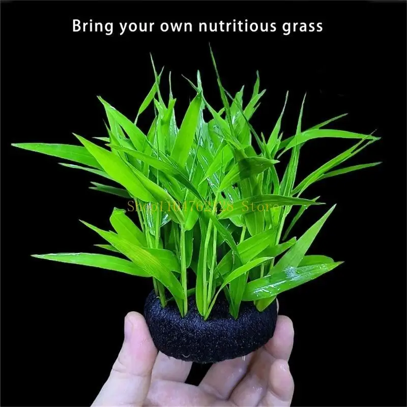 قاعدة زراعة النباتات المائية لبيئة أحواض السمك والمتحمسين أفضل بيع #3