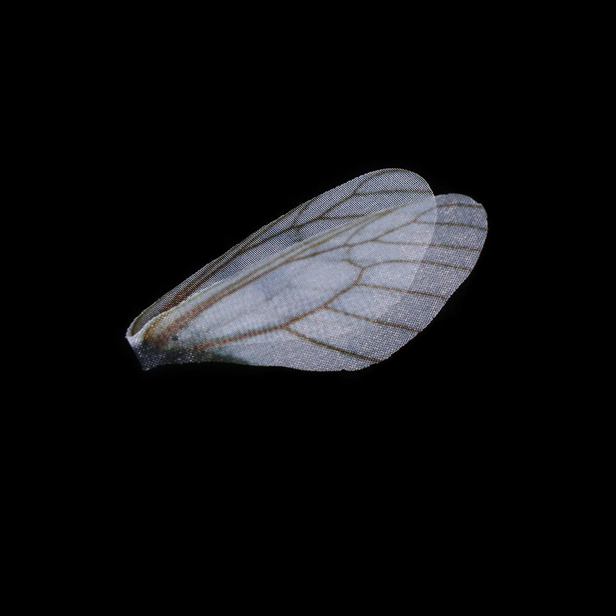 

20Pcs Durable White Dragonfly Wings Decors Novel Beautiful Earring Accessories Craft Supplies Jewelry Components