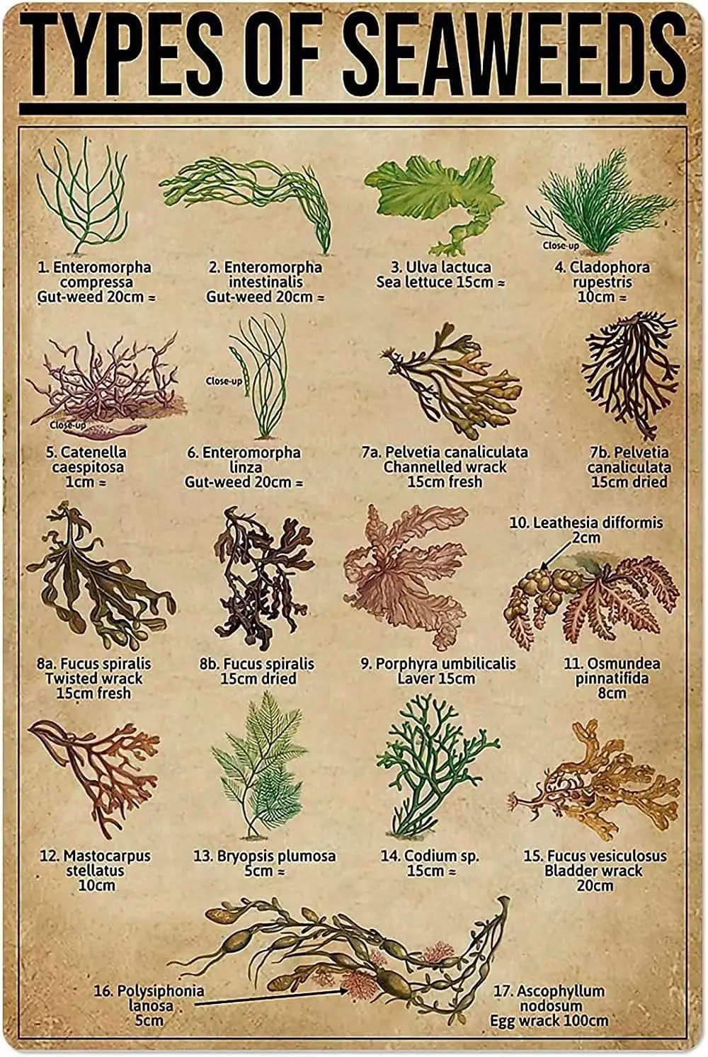 Seaweeds Knowledge Metal Poster Types Of Seaweeds Retro Tin Sign School Farm Cafe Bedroom Bathroom Kitchen Home Art Wall Decorat