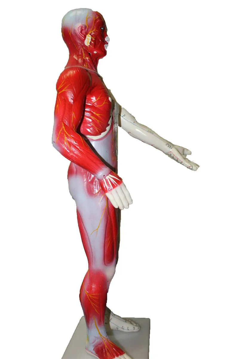 HD hard 60 cm Male Human Acupuncture Acupoint Model Muscle Anatomy Human Body Acupuncture Point Model Human Acupoints Model