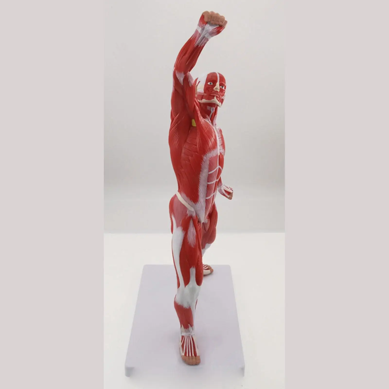 PVC Human Skeleton and Muscle System Anatomy Biology Teaching Medical Model Male Exercise Muscle