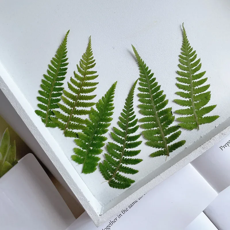 5-7cm/24pcs,Pressed Fern True Leaf,Plant Embossed DIY Drip Gel Phone Case Photo Frame Bookmark Face Decal Decorative material