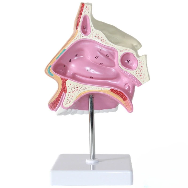 

Shanghai production and wholesale human nasal cavity model breathing model ENT model teaching demonstration teaching aids