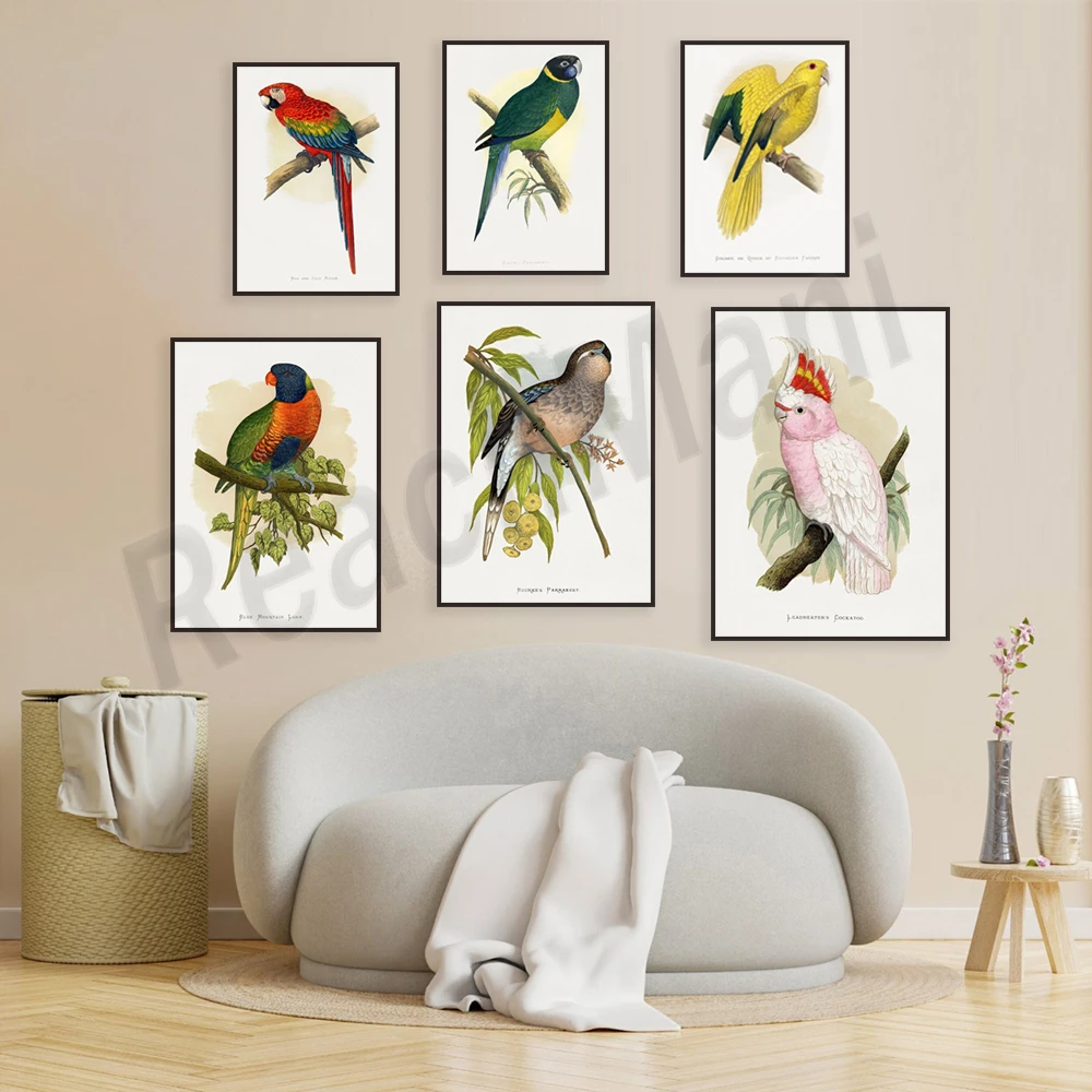 Alexander Francis Leyden Captive Parrot Poster, Macaw, Salmon Cockatoo, Purple Crowned Parrot, Goffin's Cockatoo Color Print,