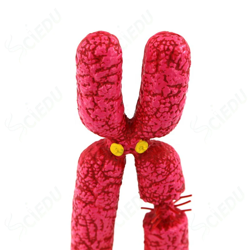 Medical Science Biology Chromosome Human Model