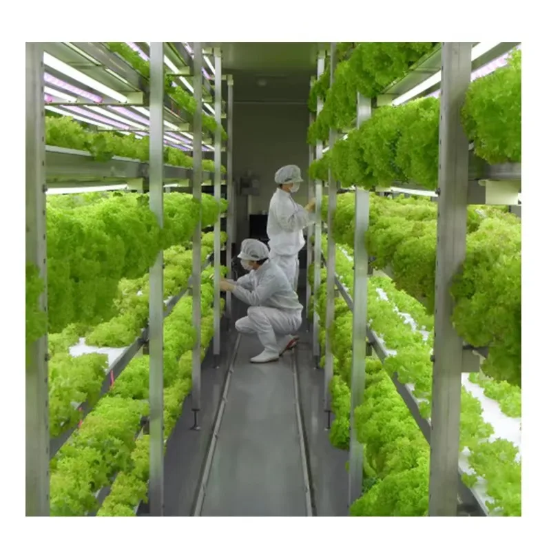 

Умный вертикальный фермерский контейнер для гидропонной фермы для выращивания листовой зелени и салата с системой гидропоники NFT